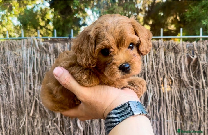 Maltipoo perros - Anuncio 10