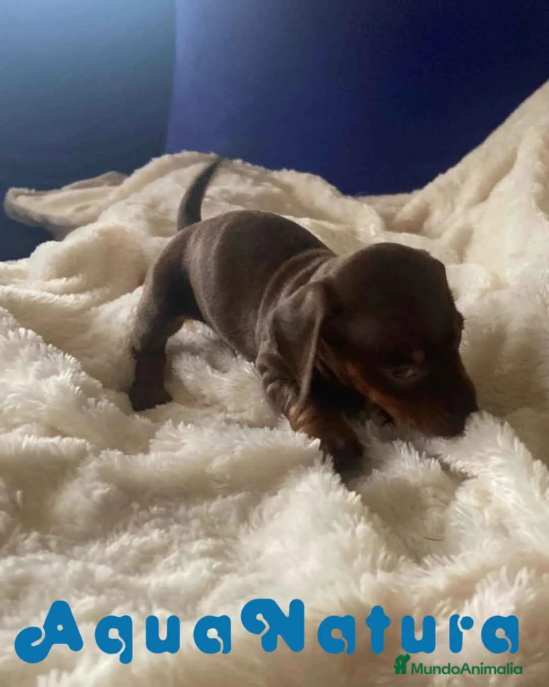 Teckel perros en venta:  Teckel Macho de Kily y Tilo 1883 AQUANATURA en Barcelona - Anuncio 6