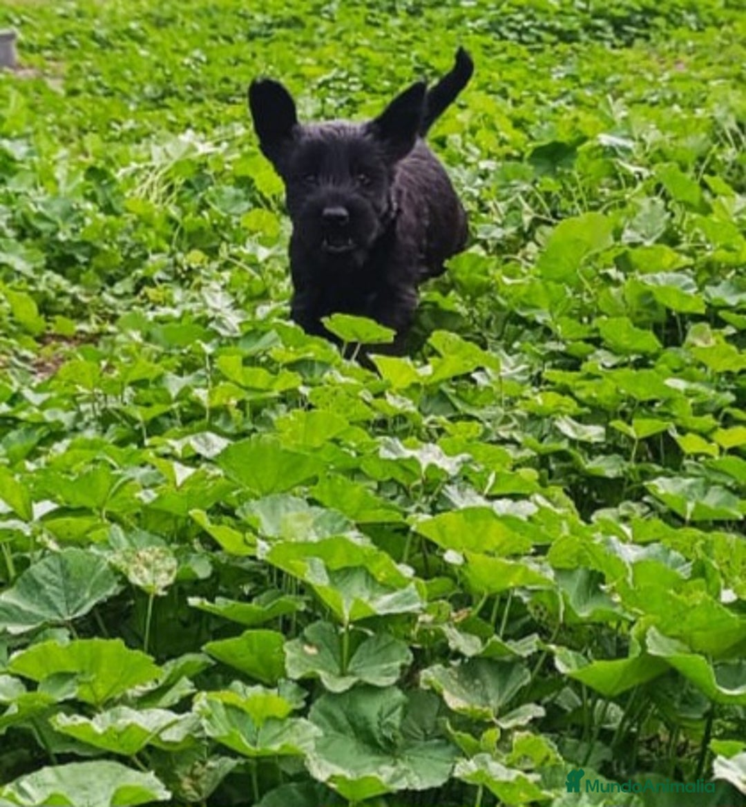 Schnauzer Gigante perros en venta: Schnauzer gigante  - Anuncio 2
