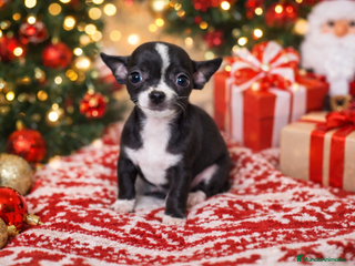 Chihuahua perros Chihuahua - Anuncio 17