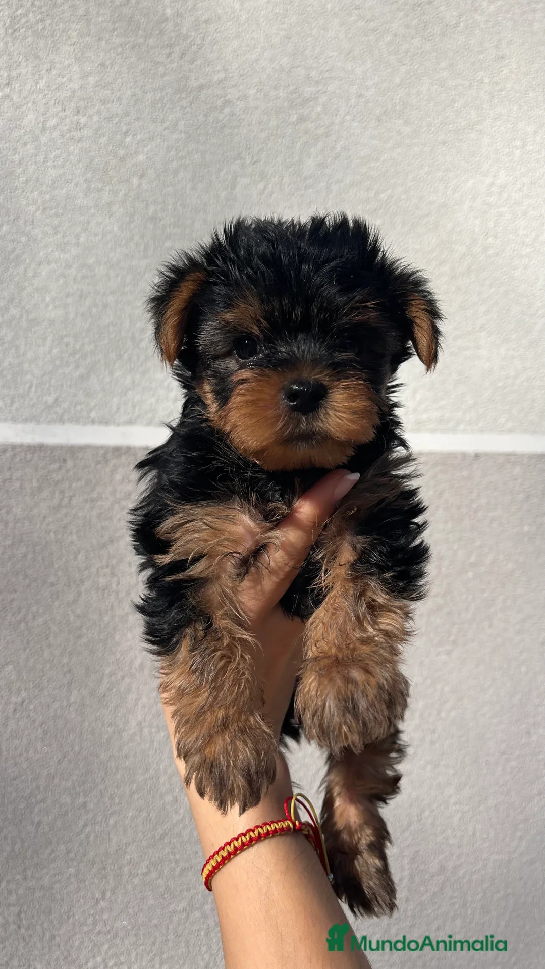 Yorkshire Terrier perros en venta: Excelente camada de yorkshair terrier  - Anuncio 1
