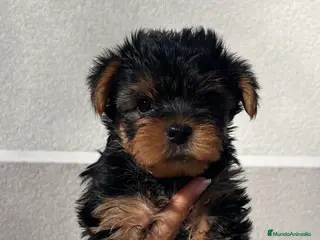 Yorkshire Terrier perros Excelente camada de yorkshair terrier - Anuncio 1