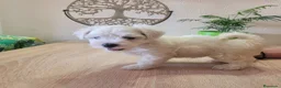 Bichón Maltés perros en venta: Bichón Maltés  - Anuncio 6