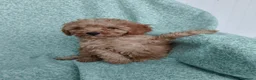 Caniche Toy perros en venta: Caniche Toy - Anuncio 4
