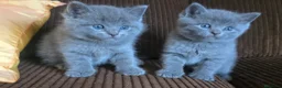 Británico de Pelo Corto Azul gatos en venta: Gatcot.com - Anuncio 1