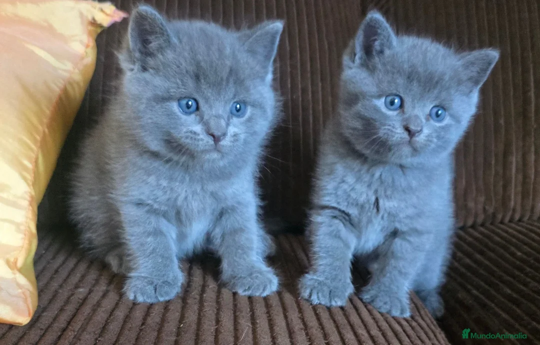 Británico de Pelo Corto Azul gatos en venta: Gatcot.com - Anuncio 1