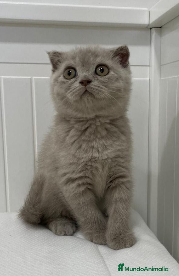 Scottish Fold gatos camada de scottis fold longhair y shorthair - Anuncio 16