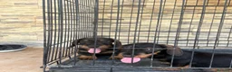 Teckel Miniatura perros en venta: Cachorros teckel gran calidad  - Anuncio 4