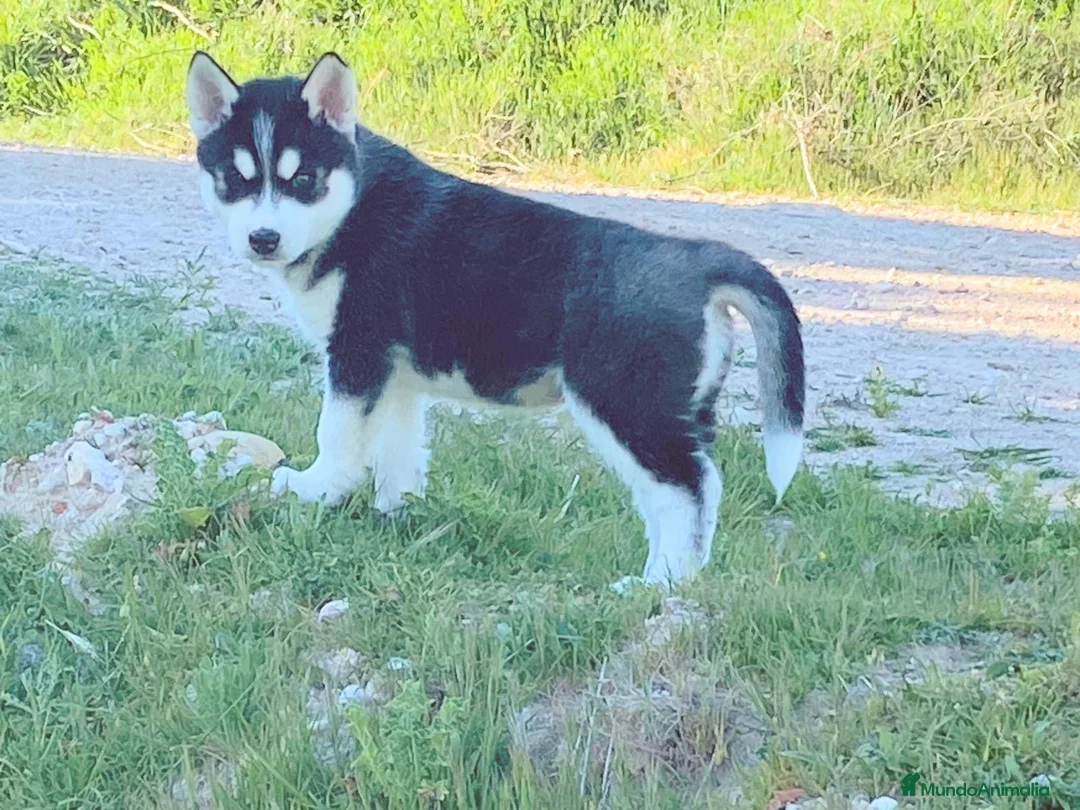 Husky Siberiano perros en venta: Husky siberiano  - Anuncio 2