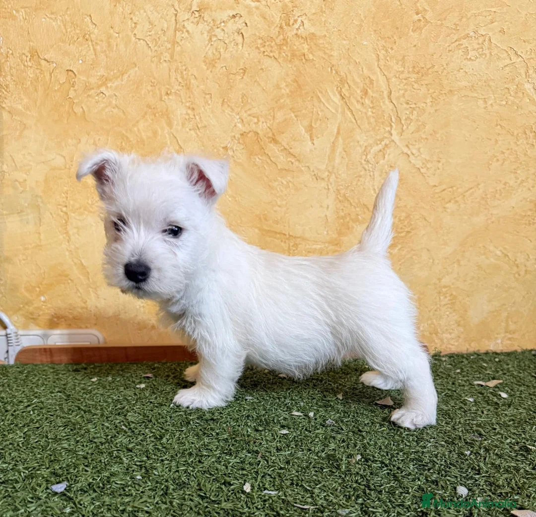 West Highland White Terrier perros en venta: Westys  - Anuncio 2