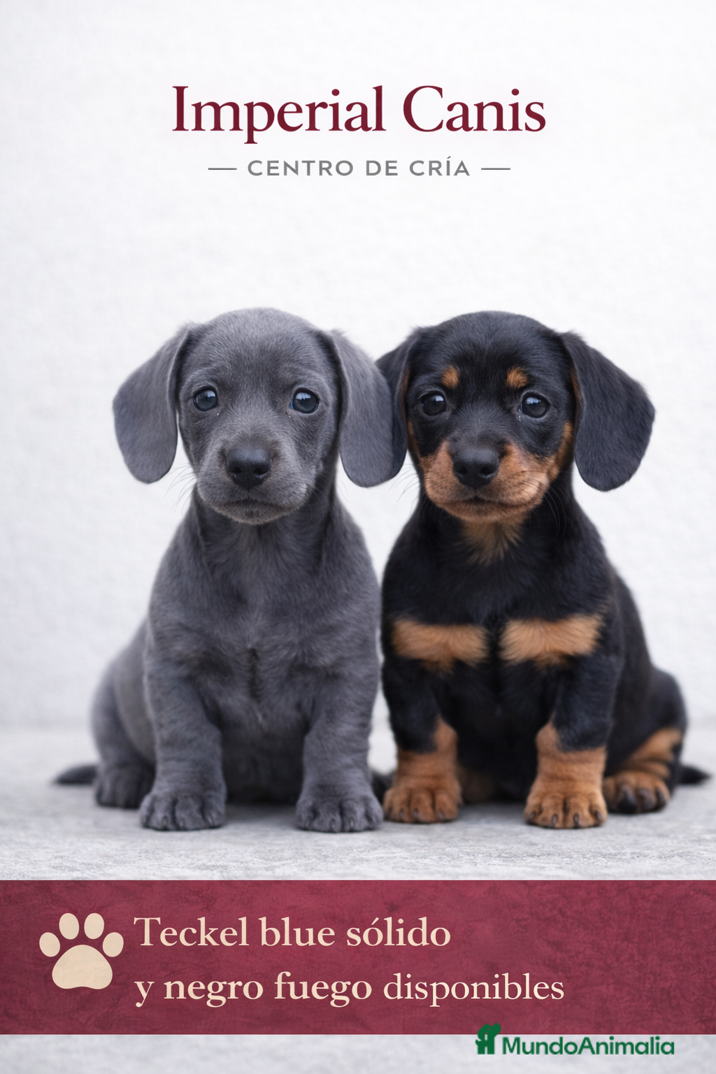 Teckel Miniatura perros TECKEL NEGRO FUEGO - BLUE SOLIDO. - Anuncio 1