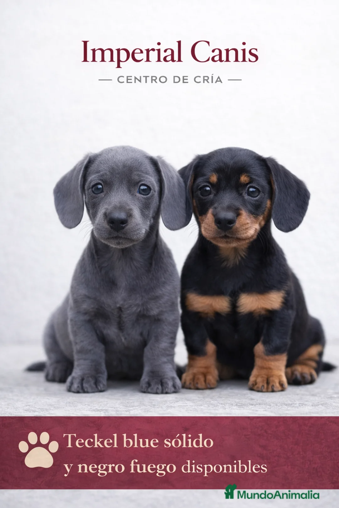 Teckel Miniatura perros en venta: TECKEL NEGRO FUEGO - BLUE SOLIDO. - Anuncio 1