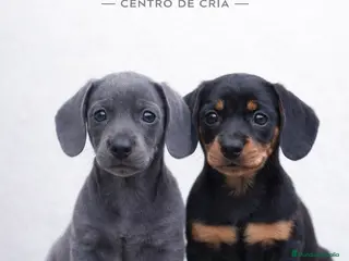 Teckel Miniatura perros TECKEL NEGRO FUEGO - BLUE SOLIDO. - Anuncio 1