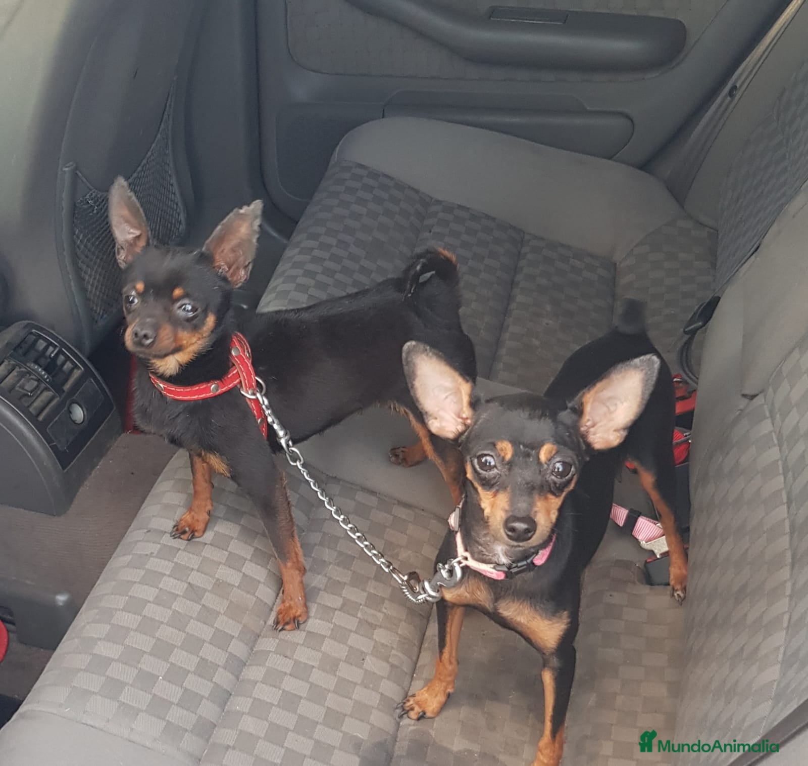 Ratón de Praga perros en venta: Auténtico Ratón de Praga  - Anuncio 5