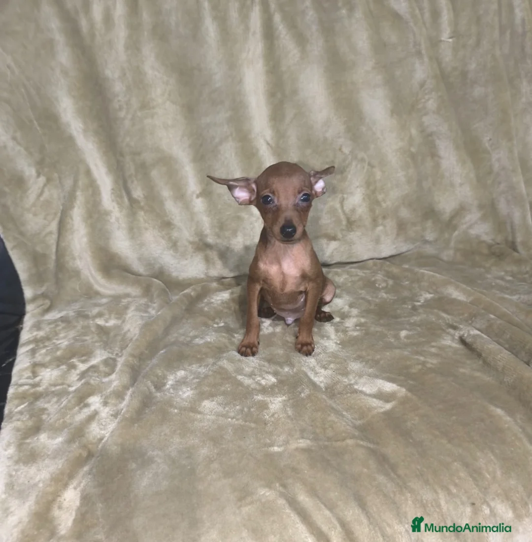 Pinscher Miniatura perros en venta: Pinscher miniatura rojos 🐶🐾🔥 en Badajoz - Anuncio 2