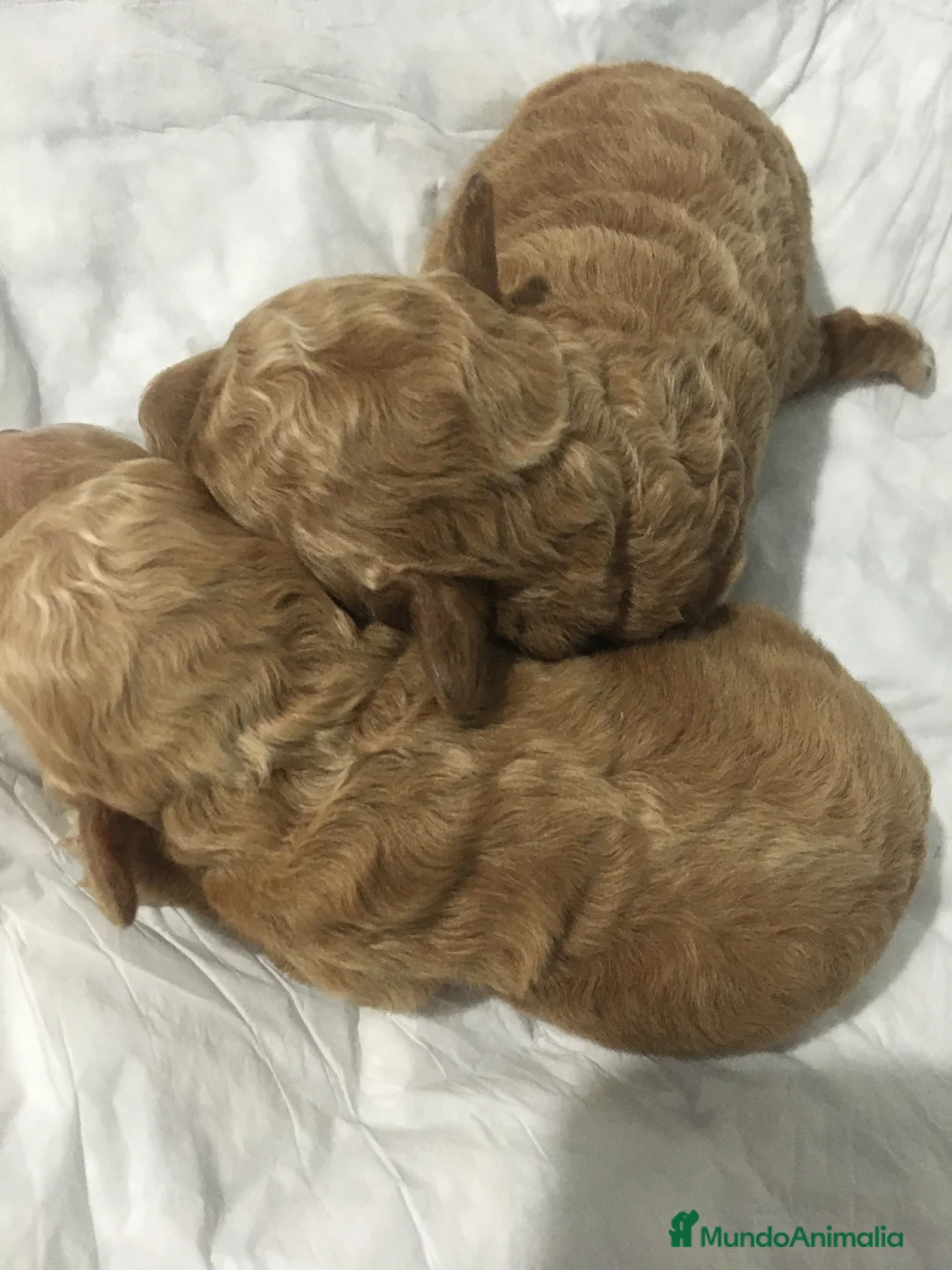 Maltipoo perros en venta: MALTIPOO GRAN CALIDAD - Anuncio 7