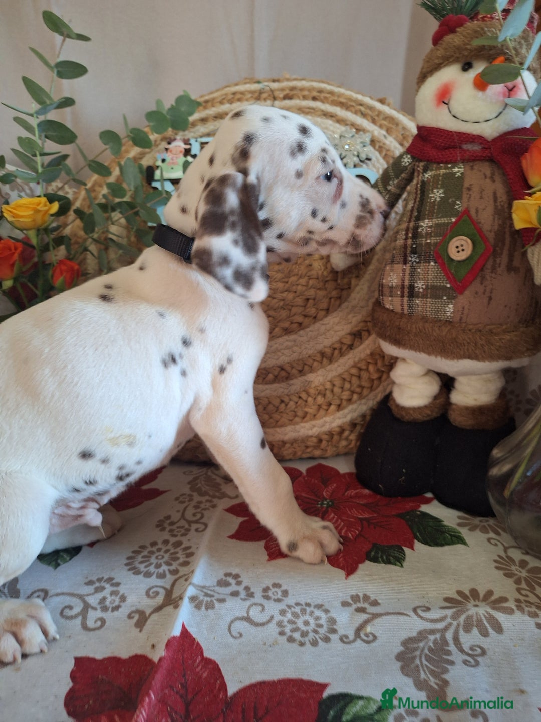 Dálmata perros en venta: DALMATA  - Anuncio 6