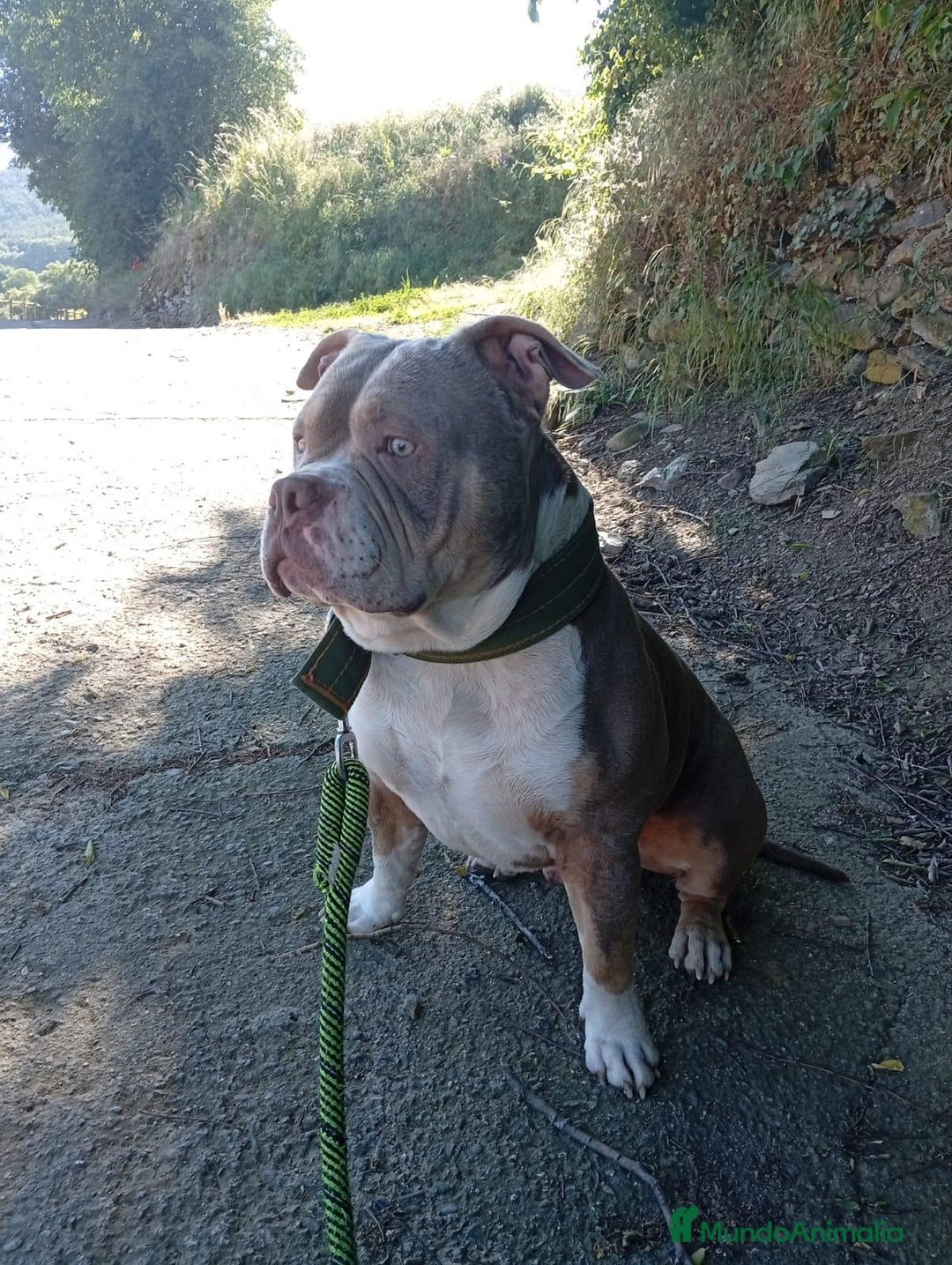 American Bully perros en venta: American bully standar  - Imagen 7