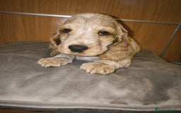 Cocker Spaniel Inglés perros en venta: Cocker Dorada Hembra - Imagen 1