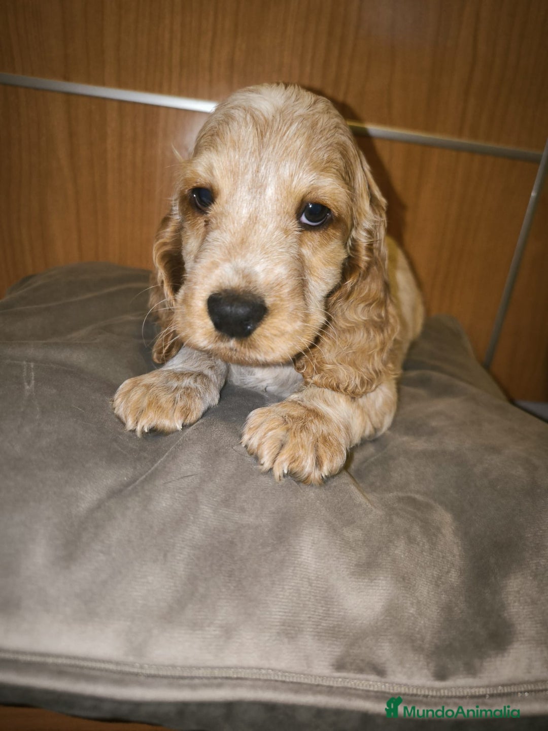 Cocker Spaniel Inglés perros en venta: Cocker Dorada Hembra - Imagen 1