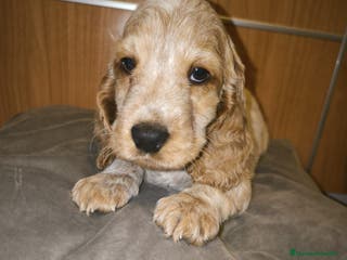 Cocker Spaniel Inglés perros Cocker Dorada Hembra - Anuncio 25