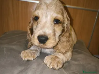 Cocker Spaniel Inglés perros Cocker Dorada Hembra - Anuncio 6