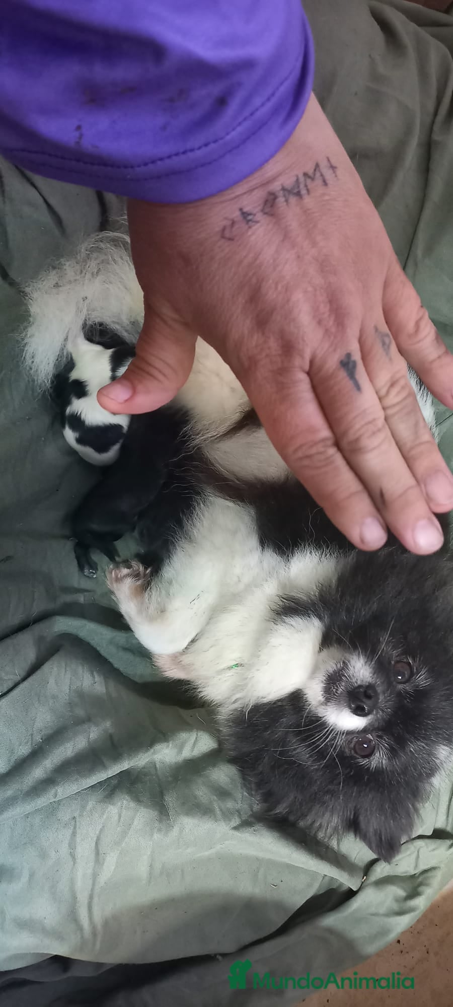 Pomerania perros Camada de pomerania hembras  - Anuncio 1