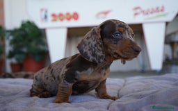Teckel perros en venta: 🐾 Teckel miniatura – Kodat, Byron y Curry 🤎 - Imagen 1