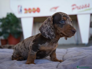 Teckel perros - Anuncio 2