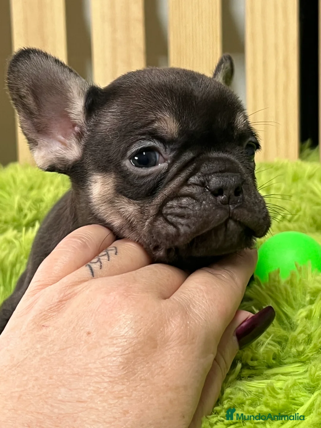 Bulldog Francés perros en venta: Bulldog francés exotic - Anuncio 4