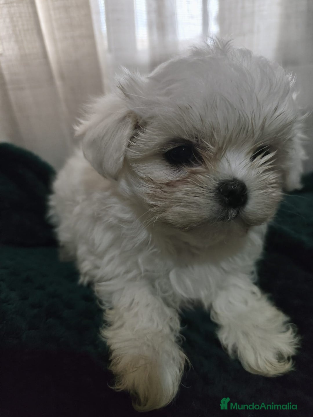 Bichón Maltés perros en venta: BICHON MALTES TOY - Anuncio 1