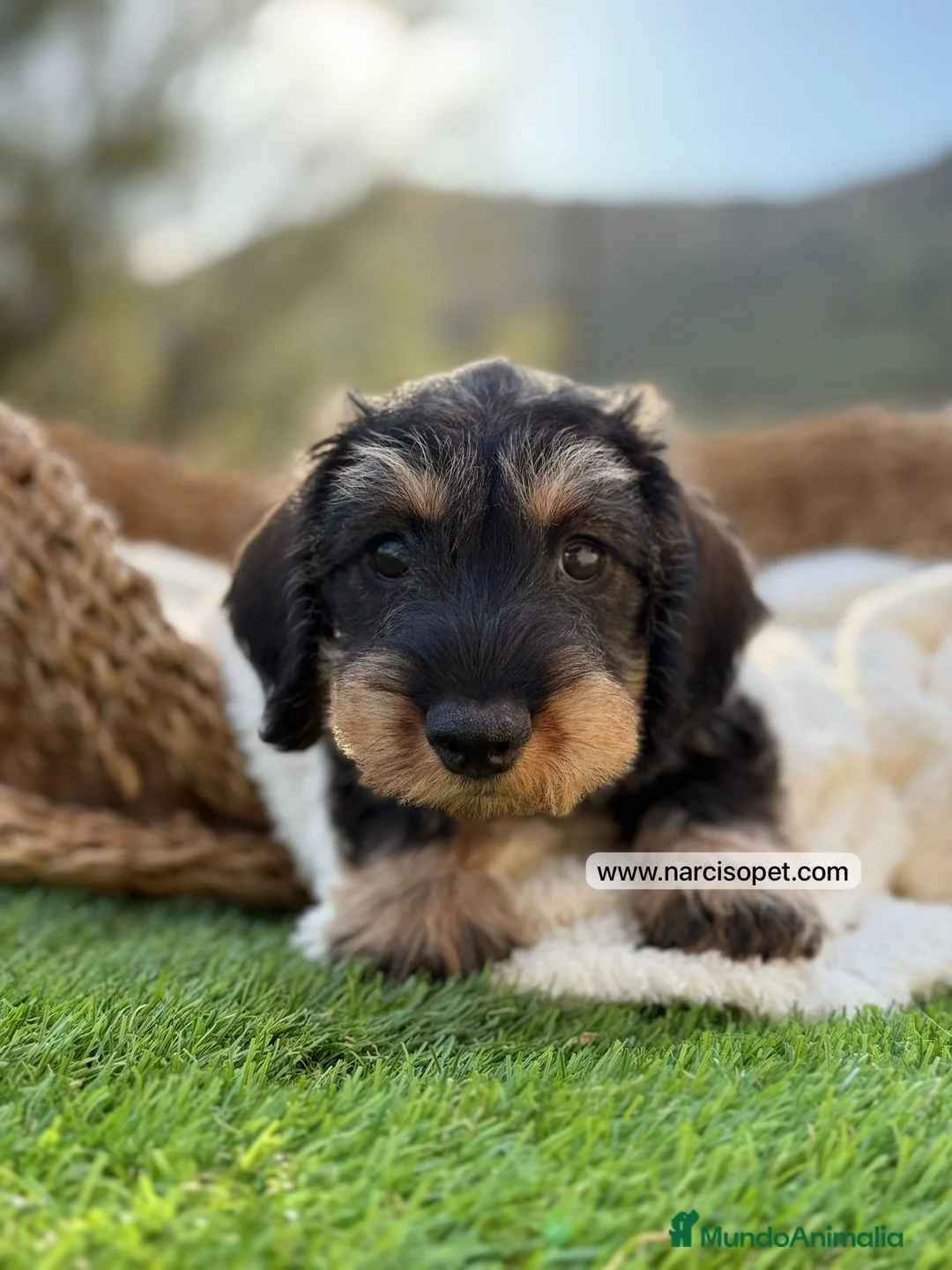 Teckel Miniatura perros en venta: TECKEL PELO DURO 2 MESES - Anuncio 1