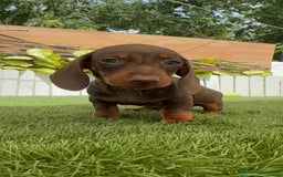 Teckel perros en venta: TECKEL HEMBRA CHOCOLATE MINIATURA  - Imagen 5