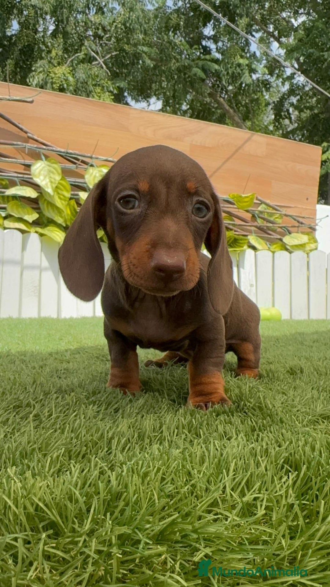 Teckel perros en venta: TECKEL HEMBRA CHOCOLATE MINIATURA  - Imagen 5