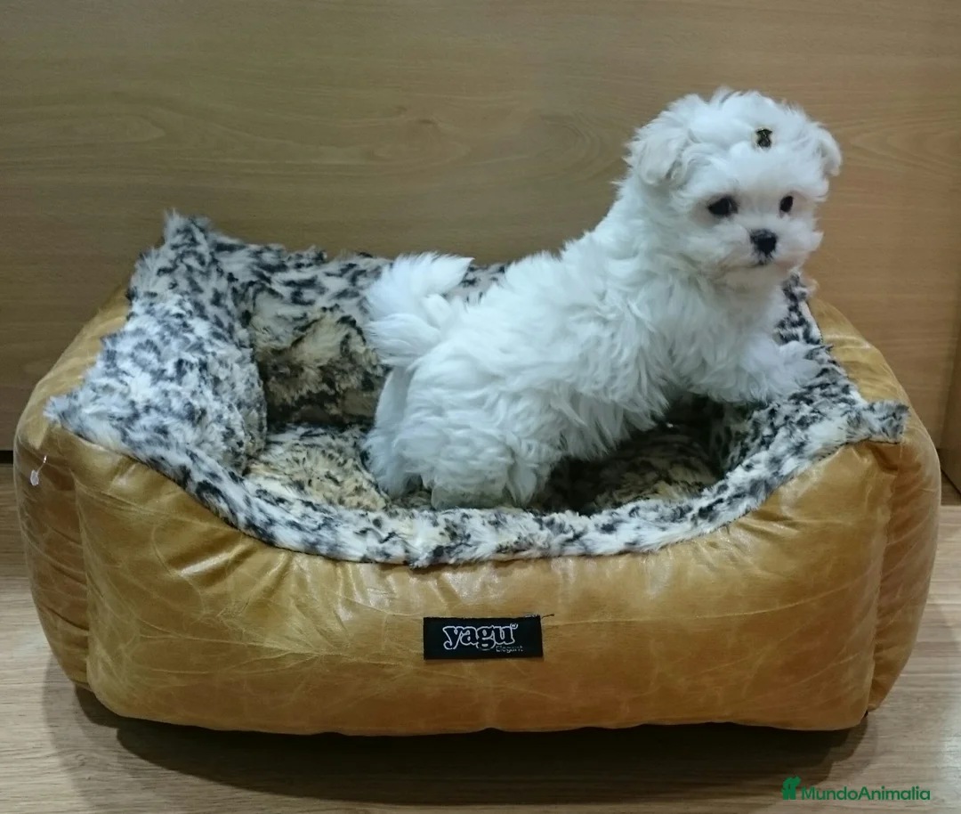 Bichón Maltés perros en venta: Bichón Maltés machos y hembras en Barcelona - Anuncio 5