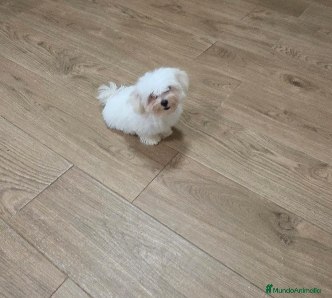 Bichón Maltés perros en venta:  bichón maltes   machito precioso  - Imagen 2