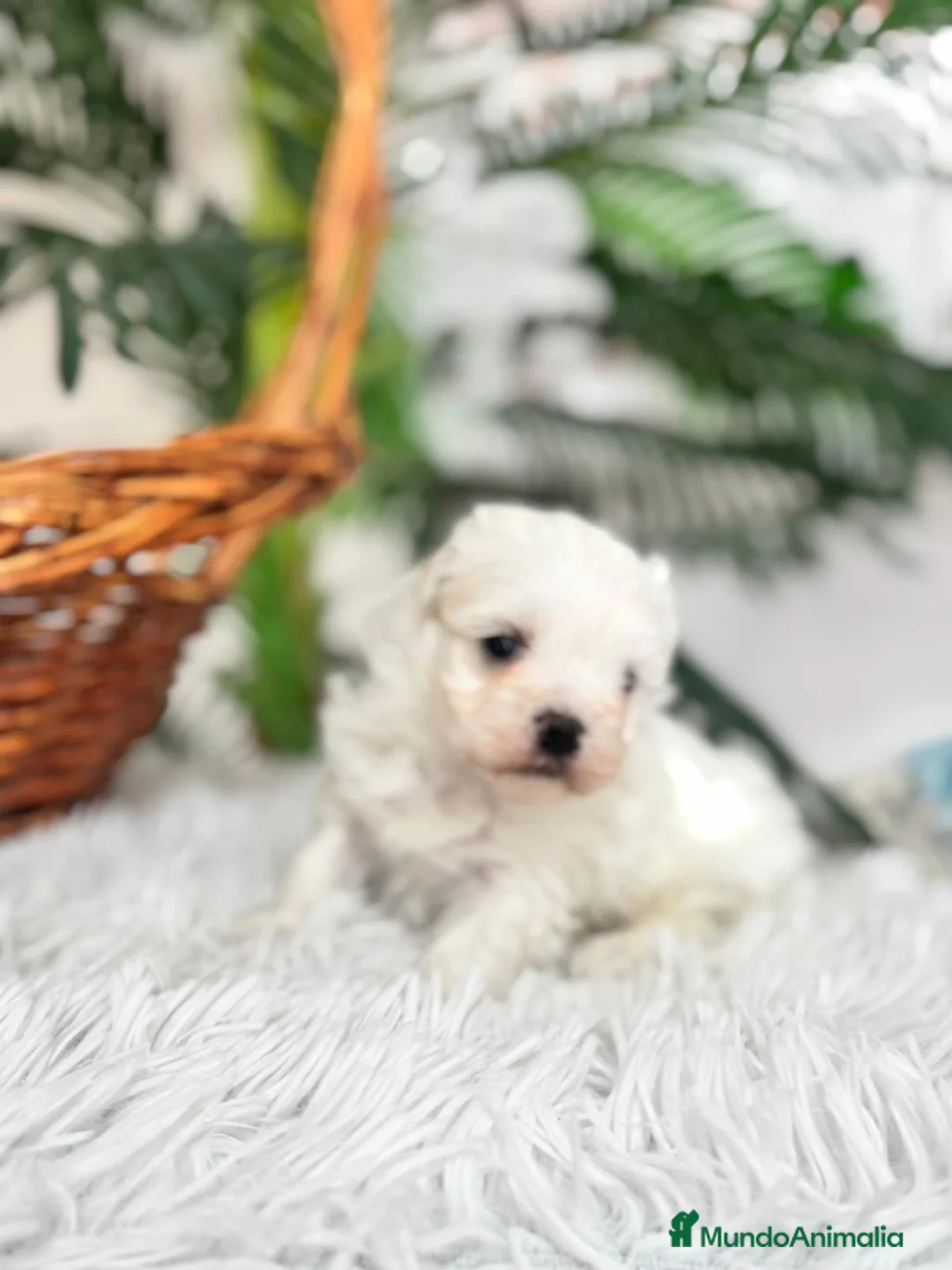 Bichón Maltés perros en venta: BICHON MALTES MACHO - Anuncio 9