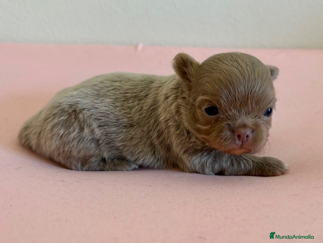 Chihuahua perros PRECIOSO CHIHUAHUA LINEA RUSA CABEZA DE MANZANA - Anuncio 3