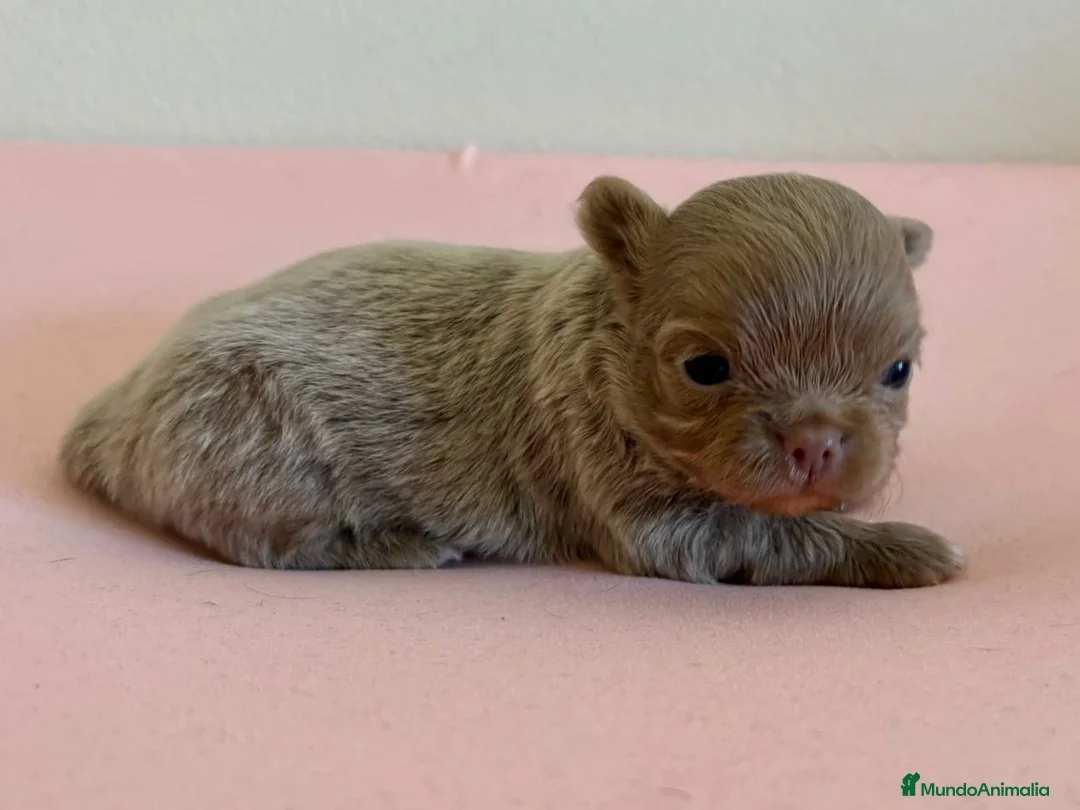 Chihuahua perros en venta: PRECIOSO CHIHUAHUA LINEA RUSA CABEZA DE MANZANA - Anuncio 1