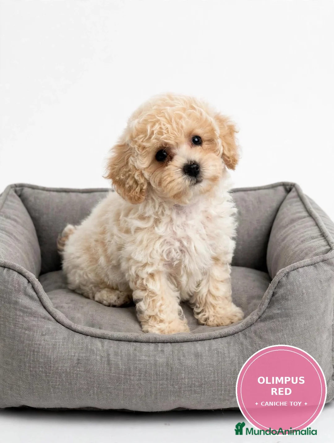 Caniche Toy perros en venta: Caniche Toy macho - Anuncio 2