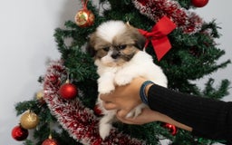 Shih Tzu perros en venta: Camada de Shih Tzu  - Anuncio 4