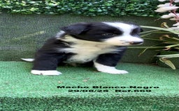 Border Collie perros en venta: Border Collie De Villa Biznaga - Imagen 18