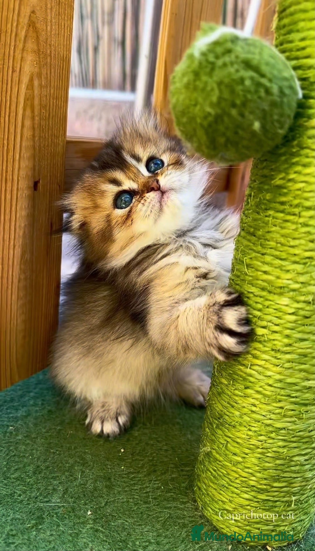 Británico de Pelo Corto gatos Gatitos británicos  - Anuncio 19