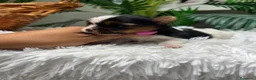 Yorkshire Terrier perros en venta: YORKSHIRE BIEWER - Anuncio 14