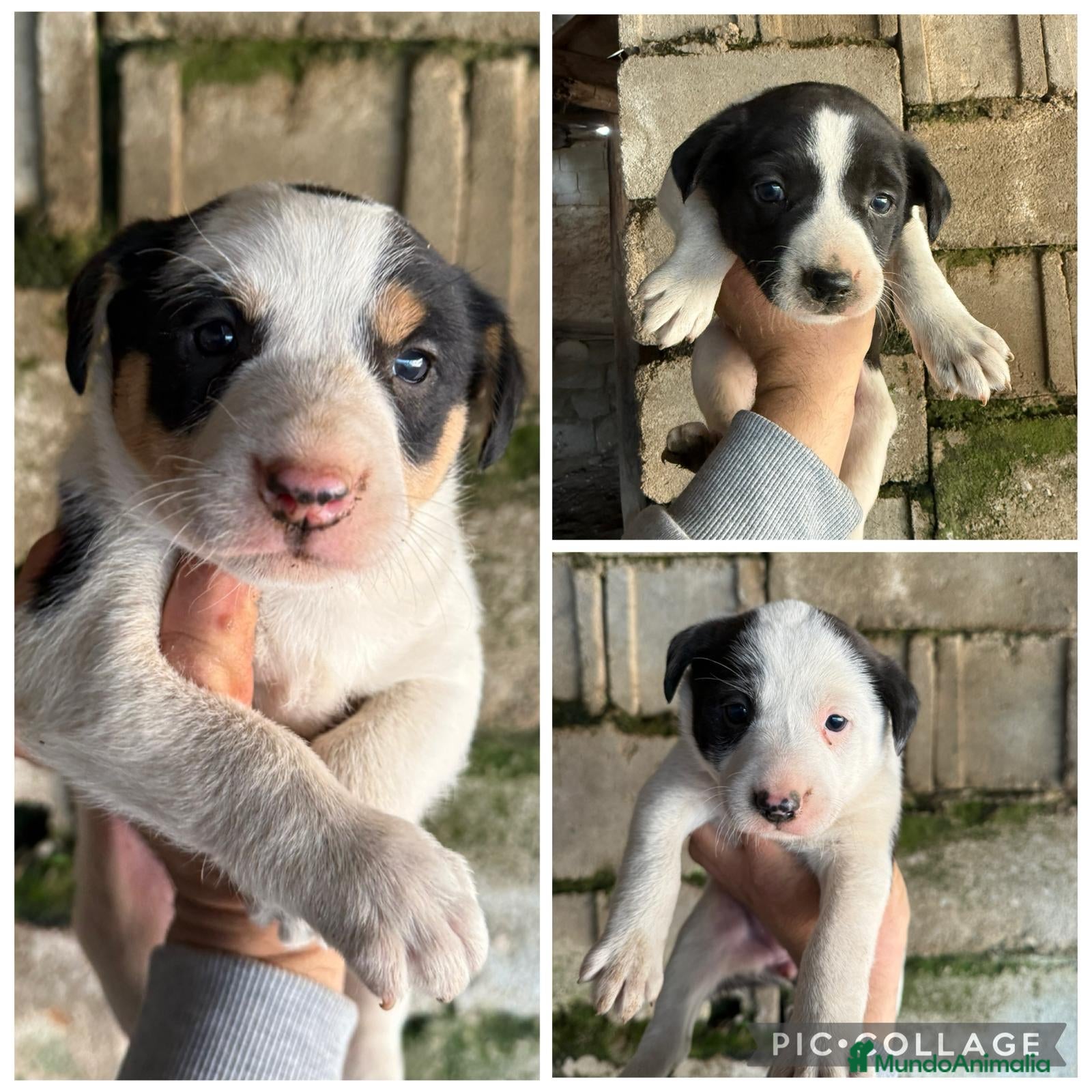 Border Collie perros Border collie  - Anuncio 14