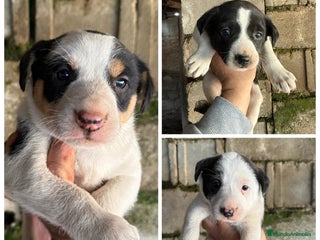 Border Collie perros Border collie - Anuncio 5