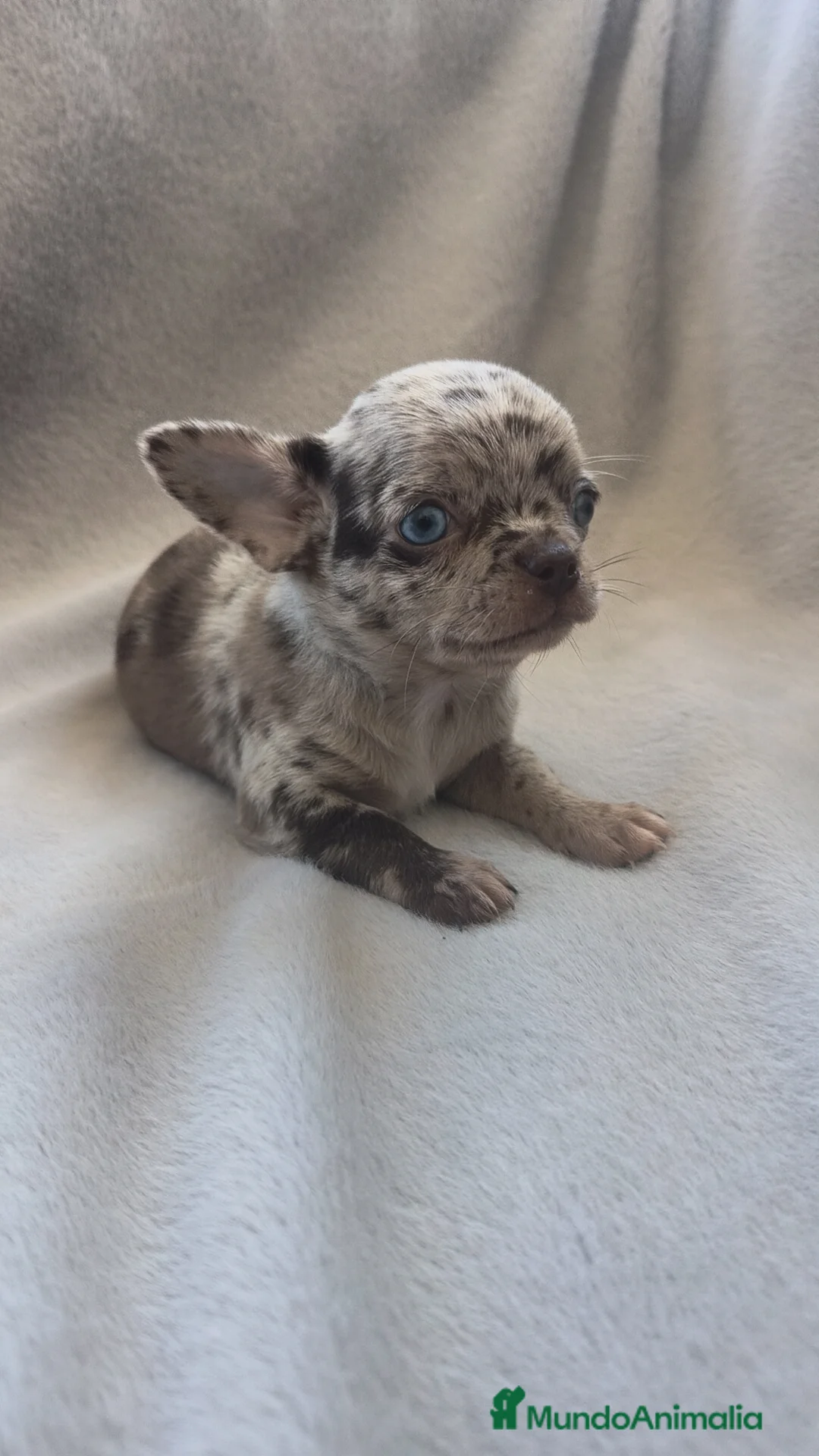 Chihuahua perros en venta: Chihuahua Merle espectaculares  - Anuncio 23