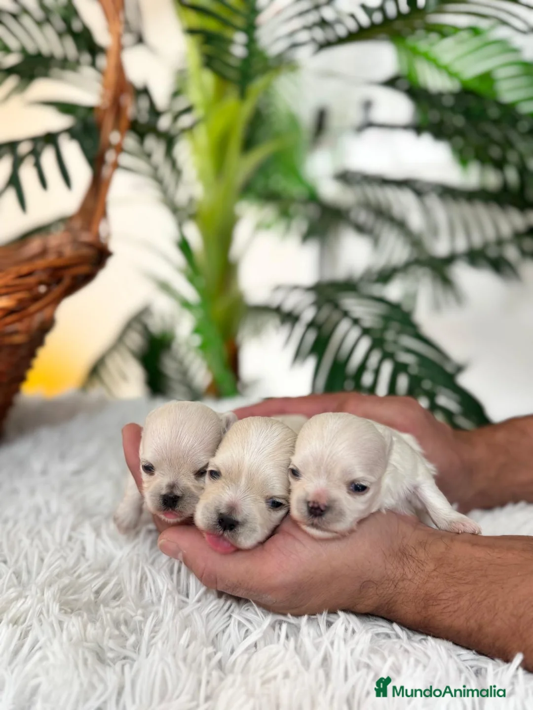 Bichón Maltés perros en venta: BICHÓN MALTÉS 100x100 COREANO - Anuncio 4