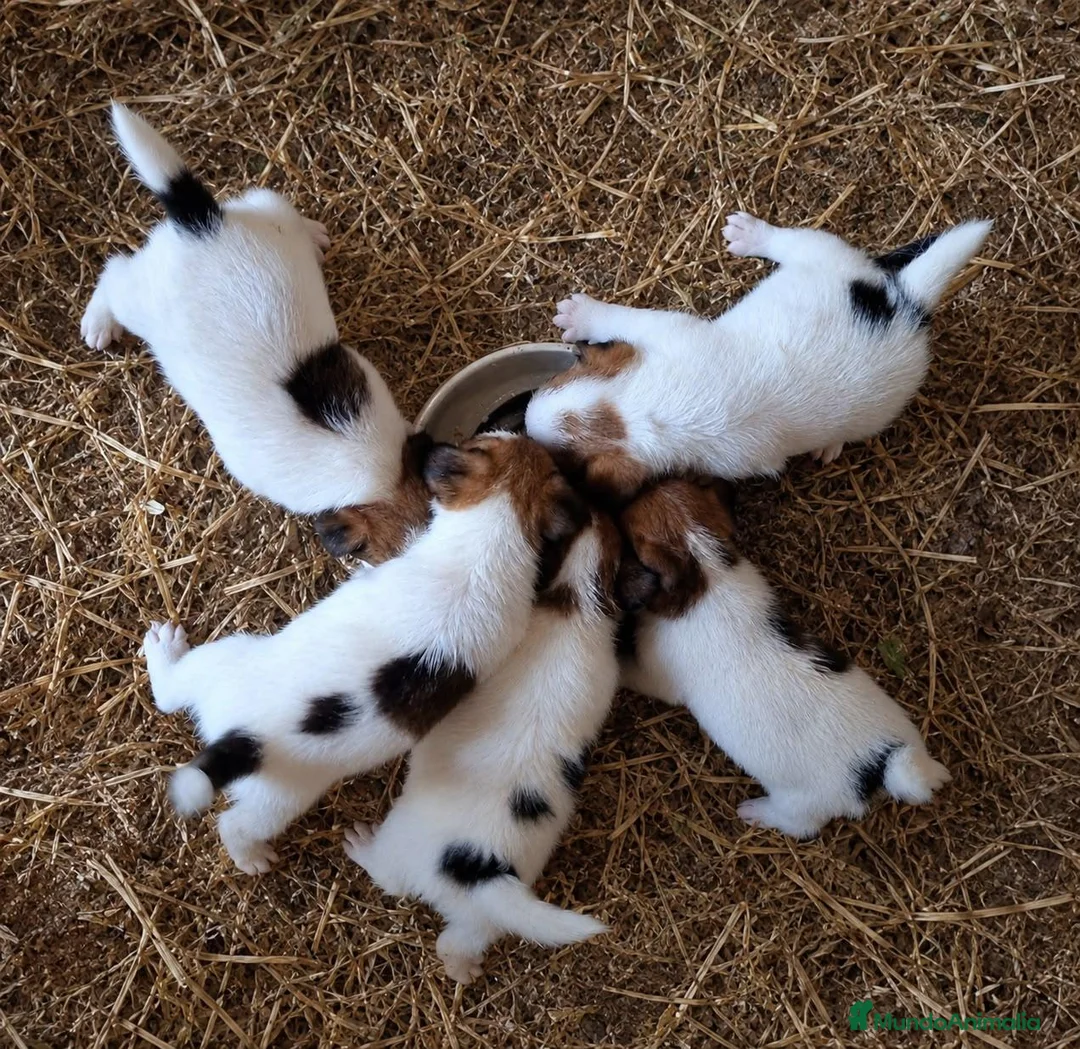 Jack Russell Terrier perros en venta: Chorros de Jack Russell - Anuncio 2