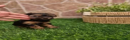Yorkshire Terrier perros en venta: Yorkshire terrier - Anuncio 22